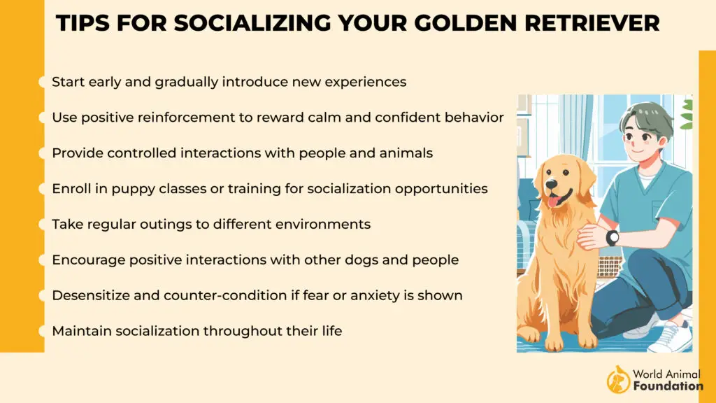 benefici di un Golden Retriever