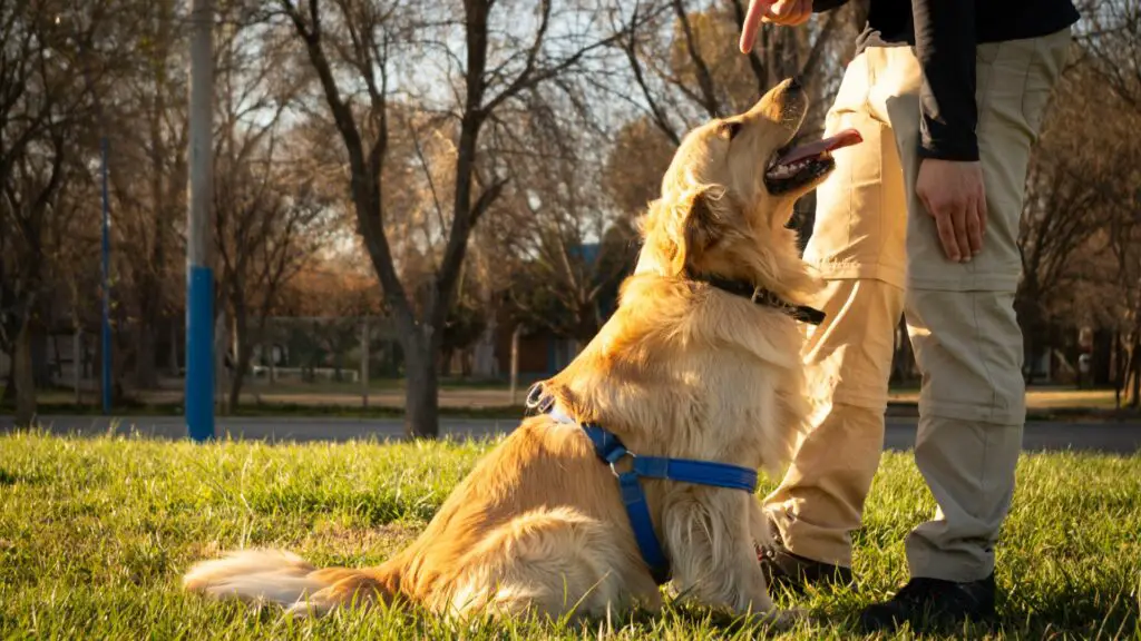 come addestrare un golden retriever