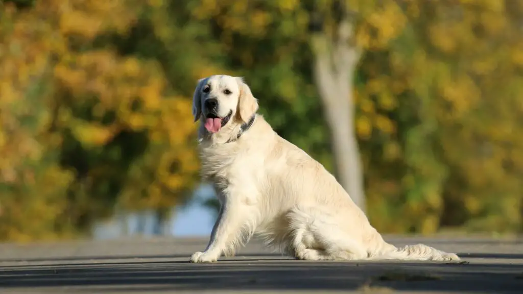 Pro e contro di un Golden Retriever