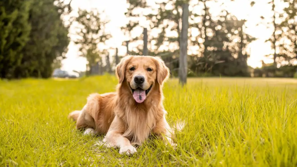 Pro del Golden Retriever