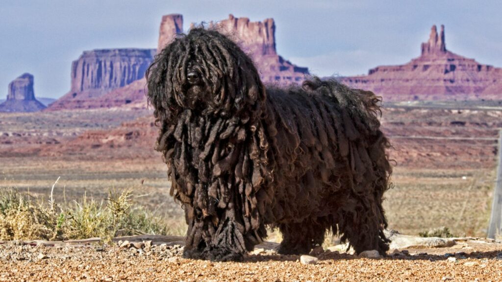 razze di cani a pelo lungo