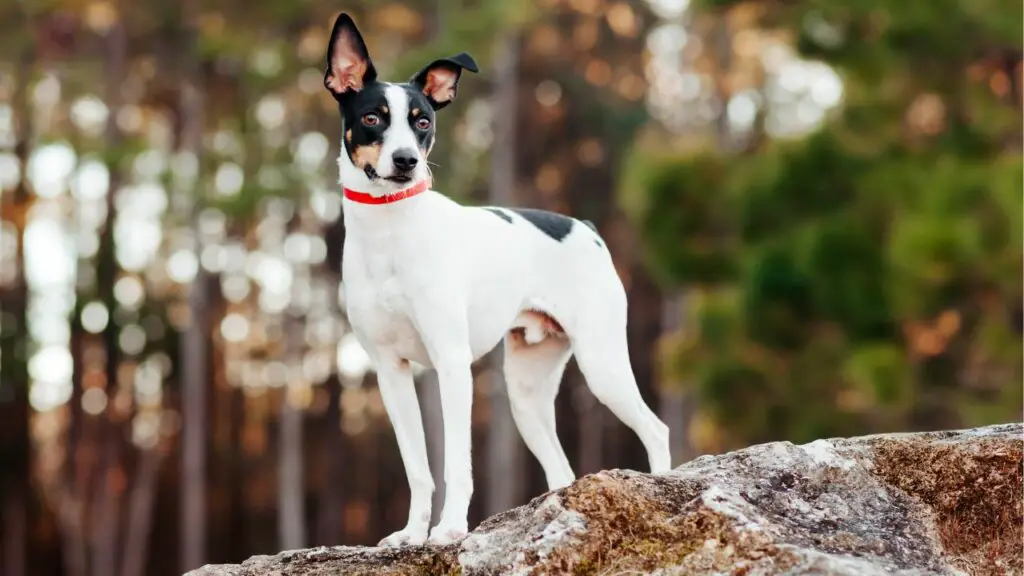 razze di cani americani