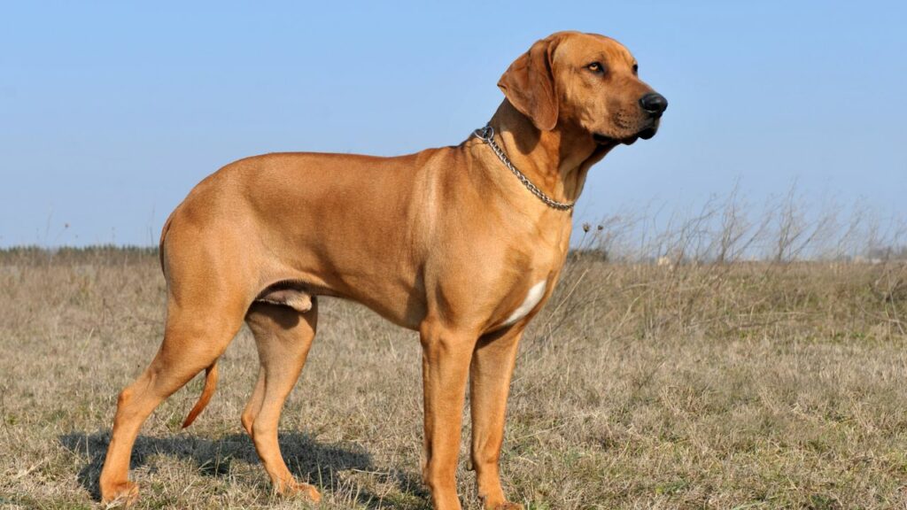 miglior cane per le escursioni nella stagione calda