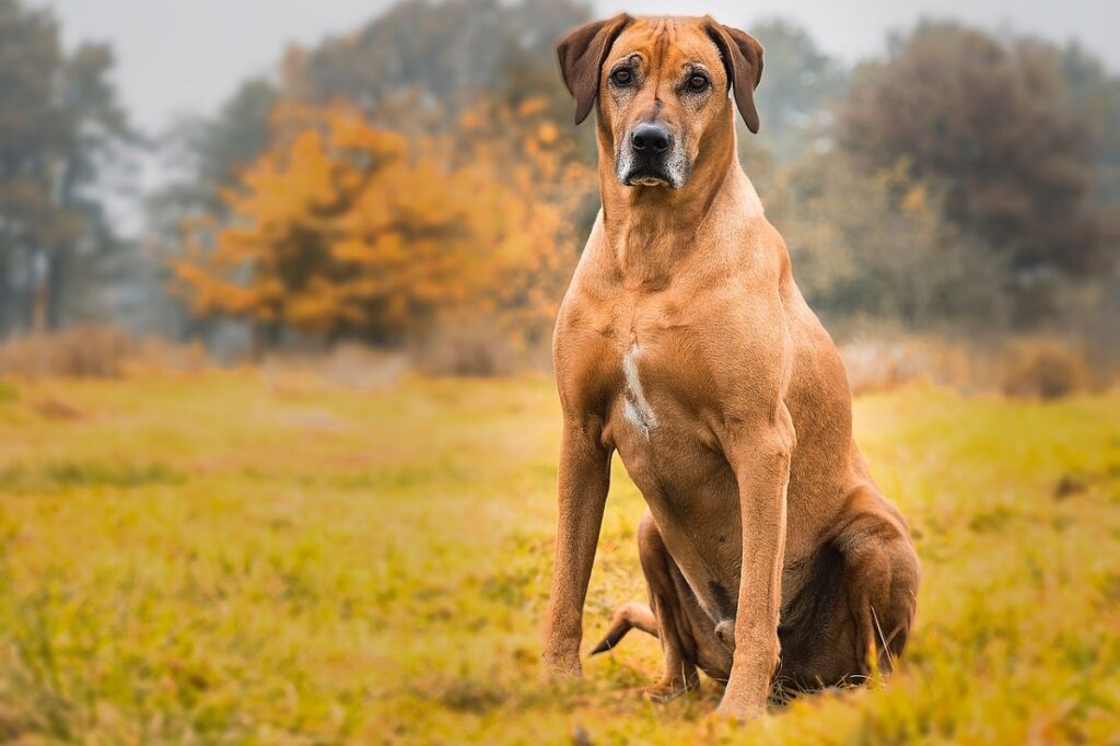 razze di cani aggressivi
