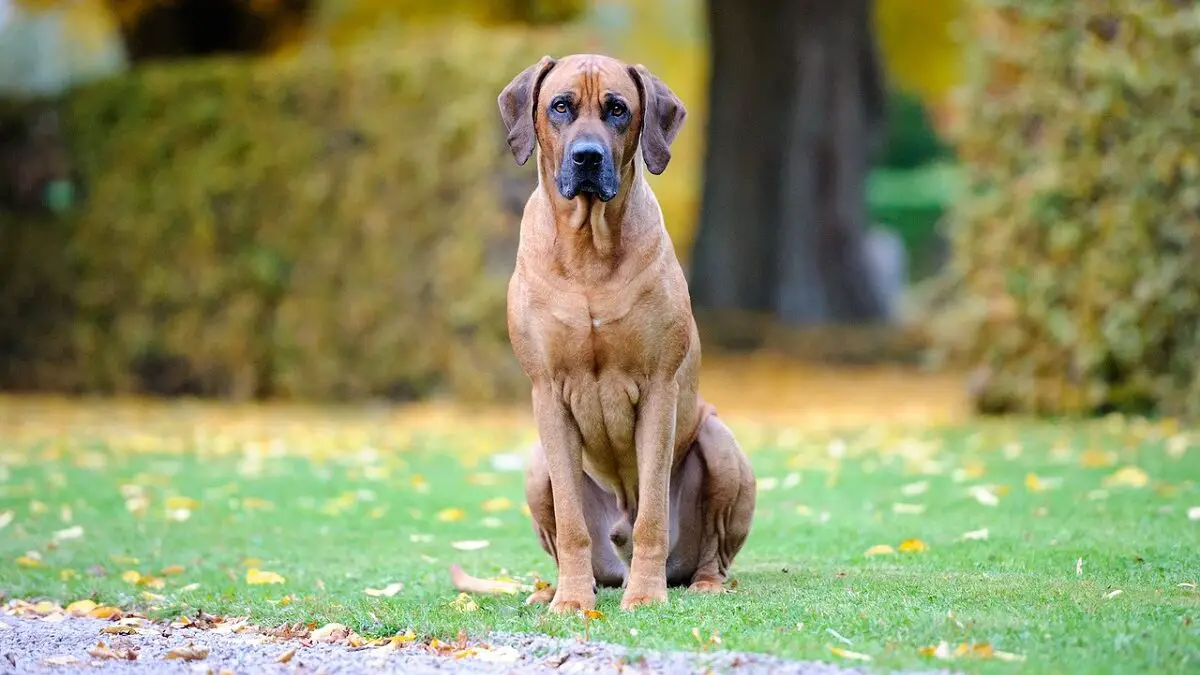 cani simili al Rhodesian Ridgeback
