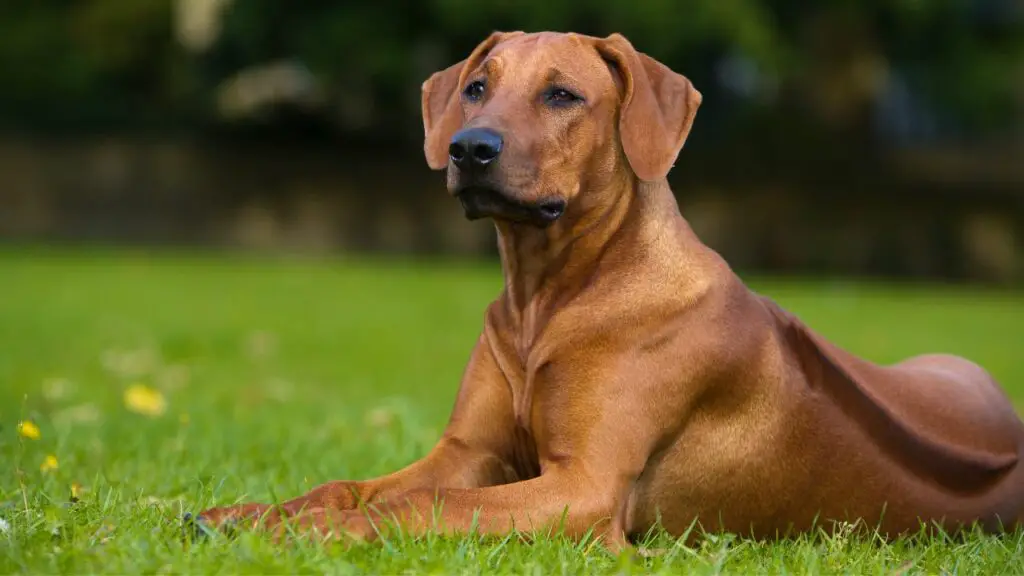 razze di cani di grandi dimensioni simili al bullmastiff
