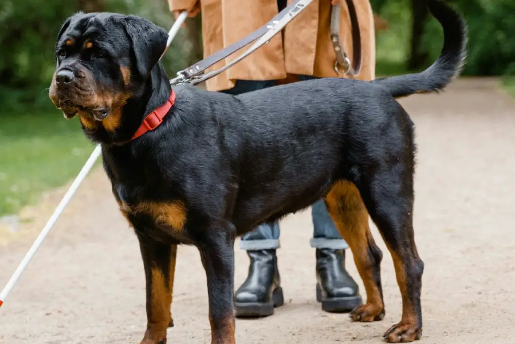 i 10 cani più aggressivi
