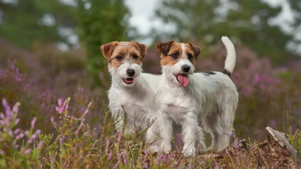 razze di cani più coccolose