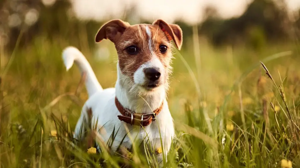 migliori cani di piccola taglia per appartamenti
