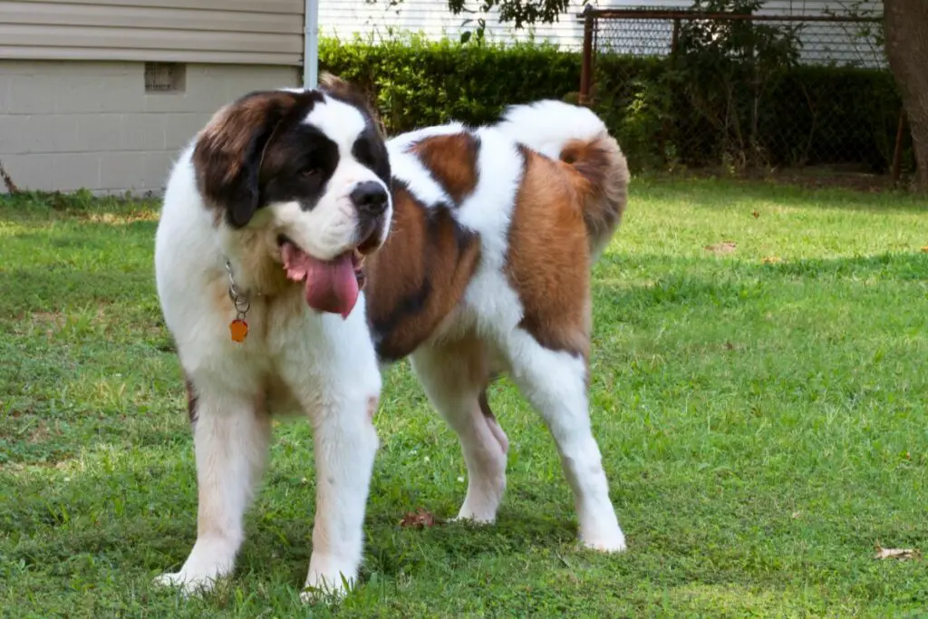 i più grandi cani da guardia del mondo
