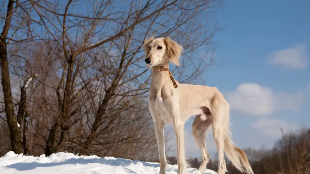 razze di cani lupo
