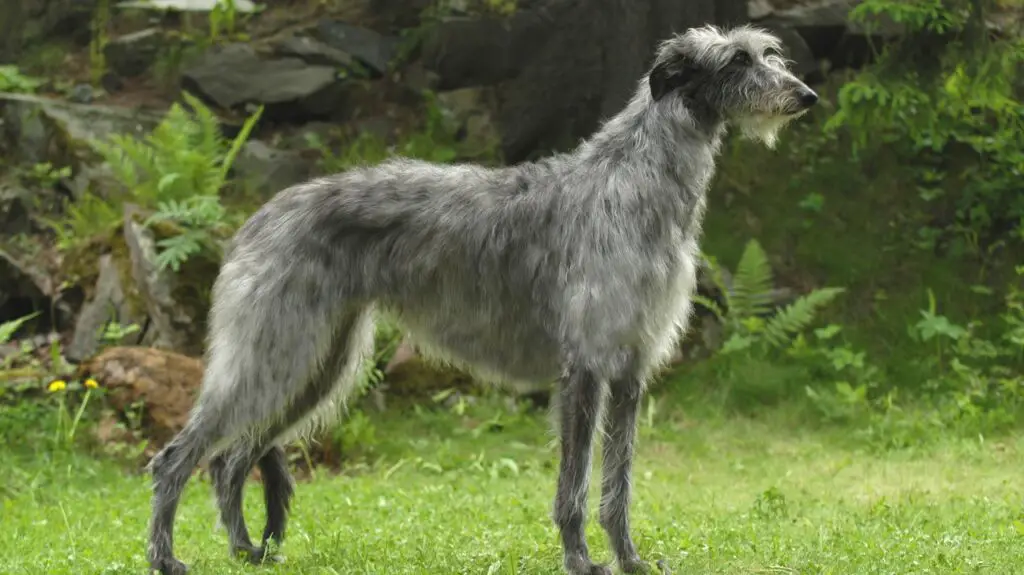 Scottish Deerhound