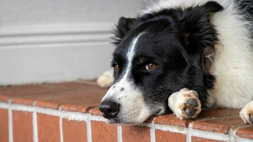 problemi di salute nel border collie