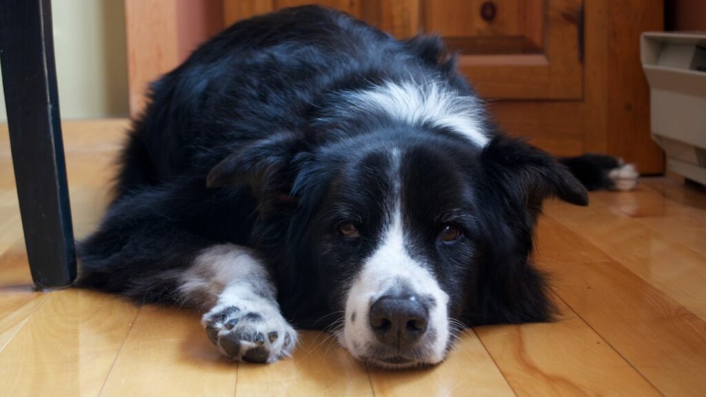 Contro del Border Collie