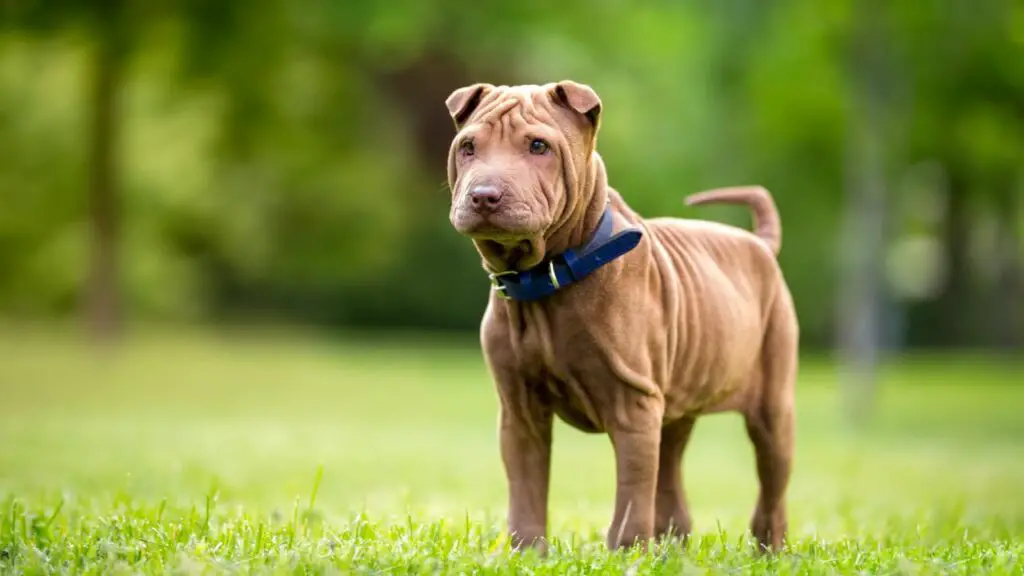 razze di cani di grandi dimensioni strettamente imparentate con i lupi