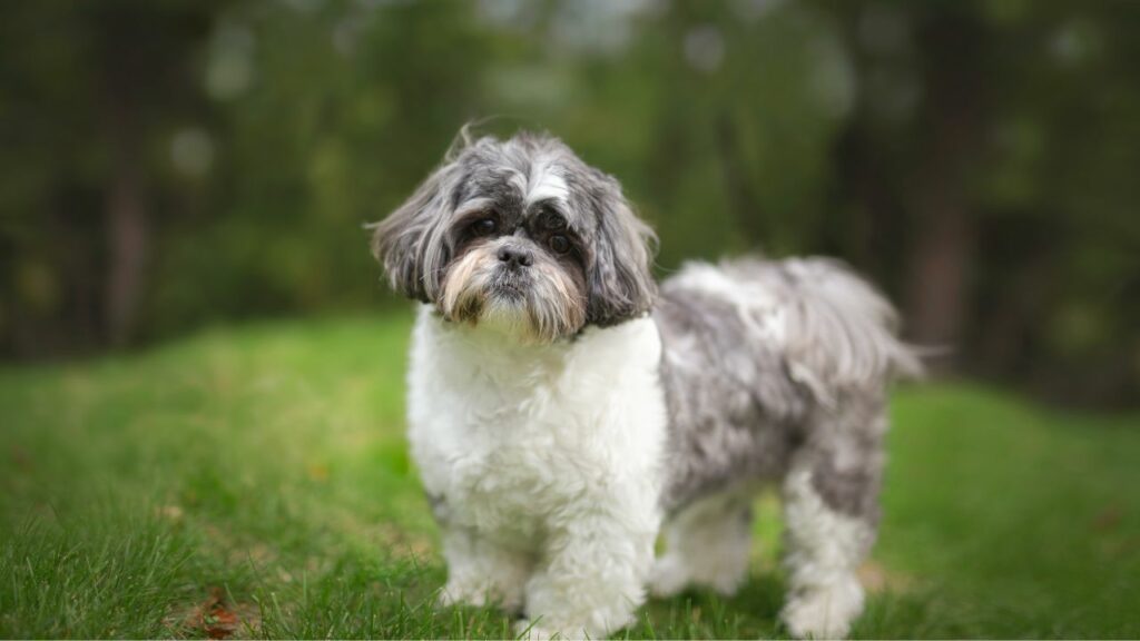 malattia dentale shih tzu
