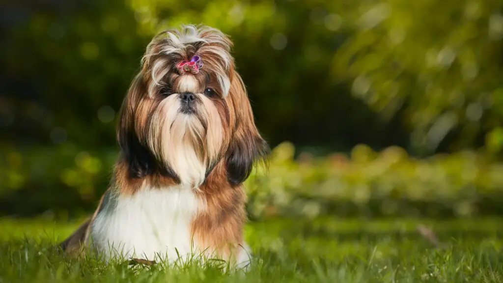 cani di piccola taglia strettamente imparentati con i lupi