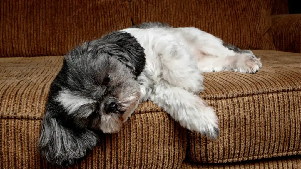 quale razza di cane dorme di più