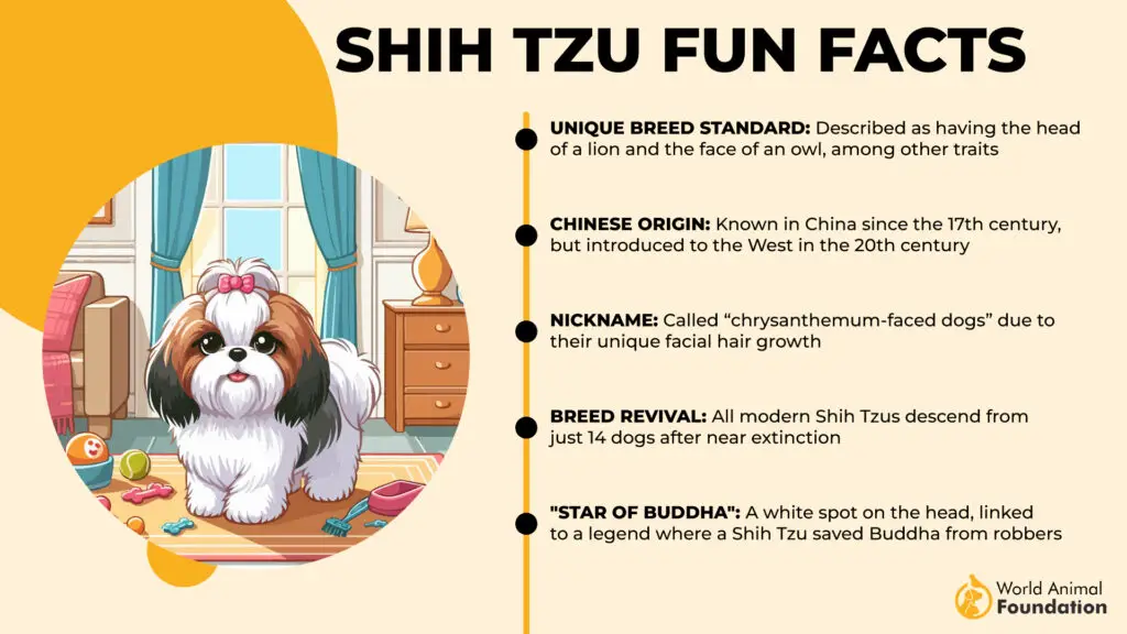 Fatti divertenti su Shih Tzu