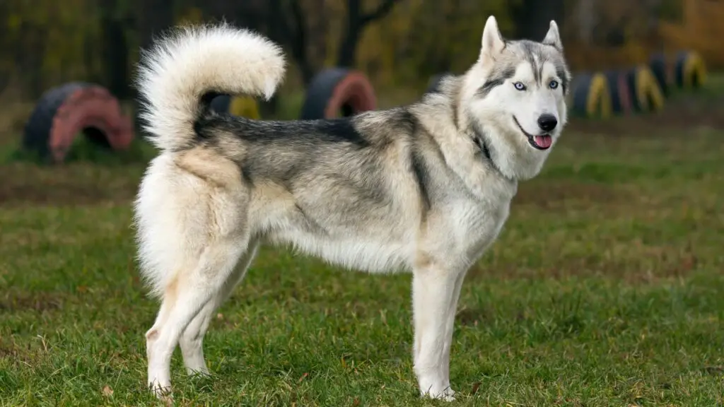 qual è il cane con la manutenzione più elevata
