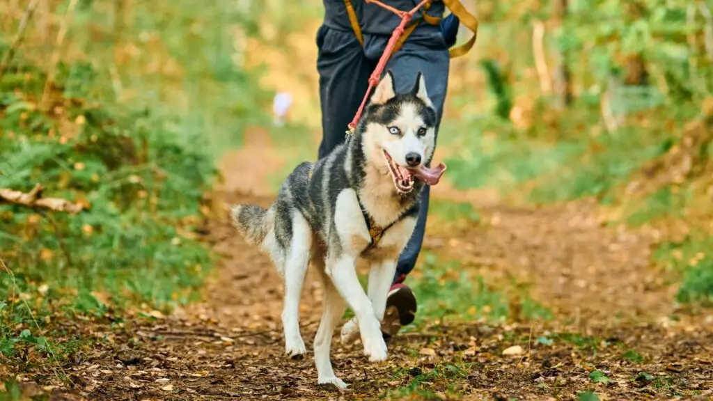 cani per adolescenti
