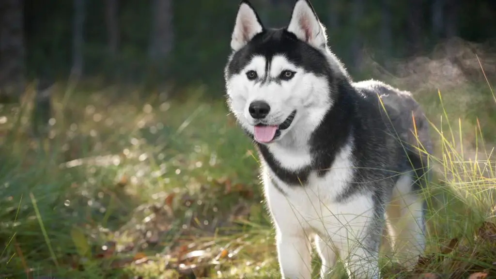 razze di cani difficili
