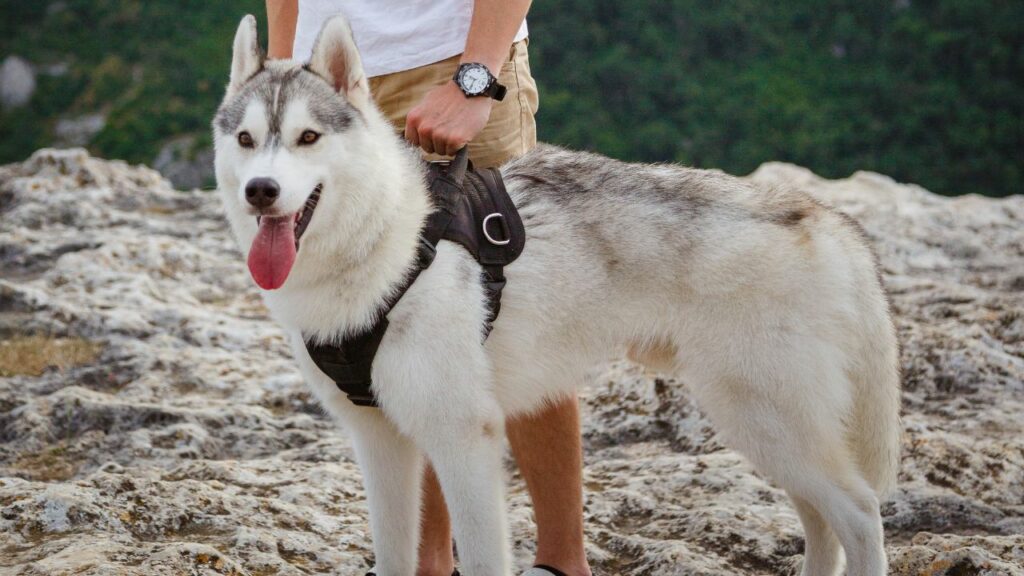 i migliori cani per l'escursionismo e la protezione