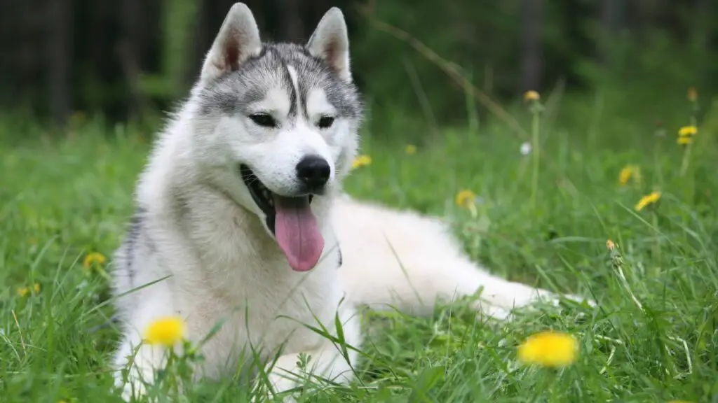 razza di cane più vicina al lupo
