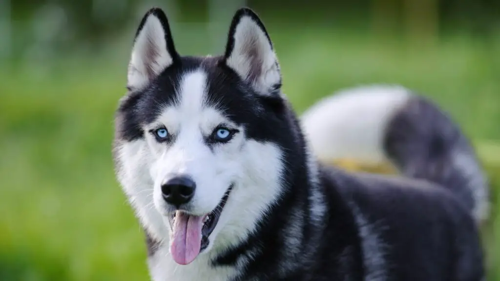 razze di cani con problemi di vista
