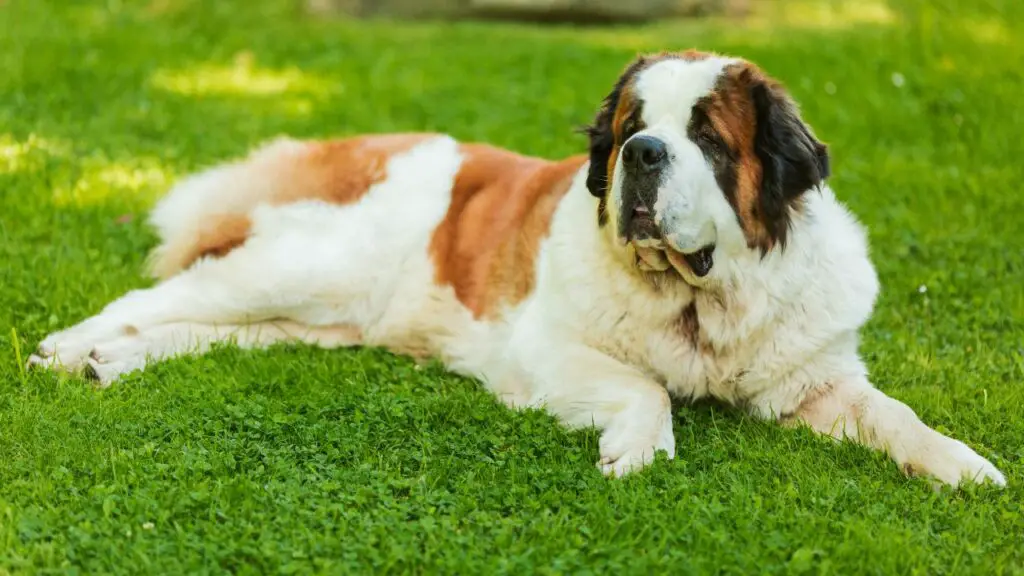 Razze di cani senza stress