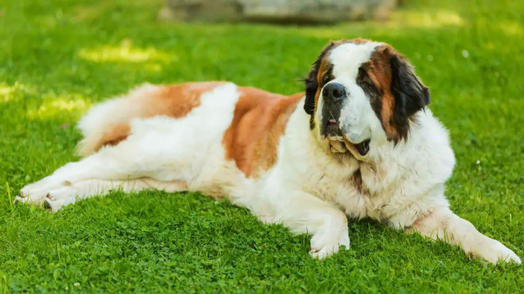 cani che hanno bisogno del minimo esercizio
