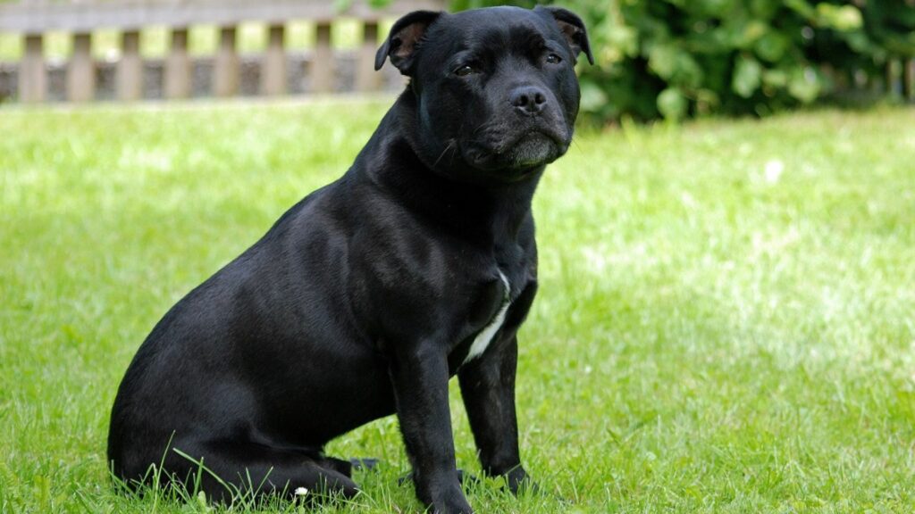 Staffordshire Bull Terrier