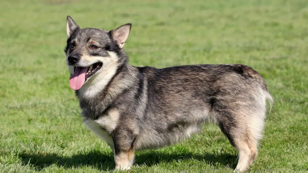 ai cani piacciono i corgi che non perdono il pelo
