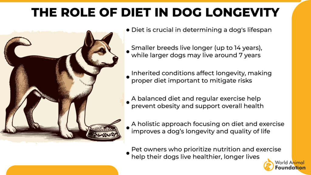 Il ruolo della dieta nella longevità del cane