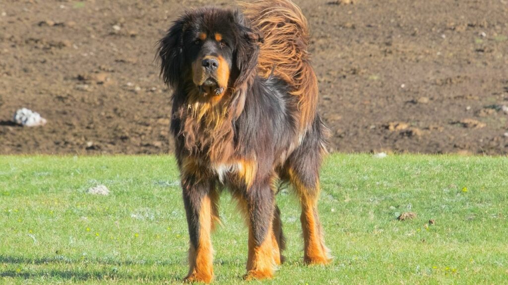 grandi cani da guardia per la vita rurale