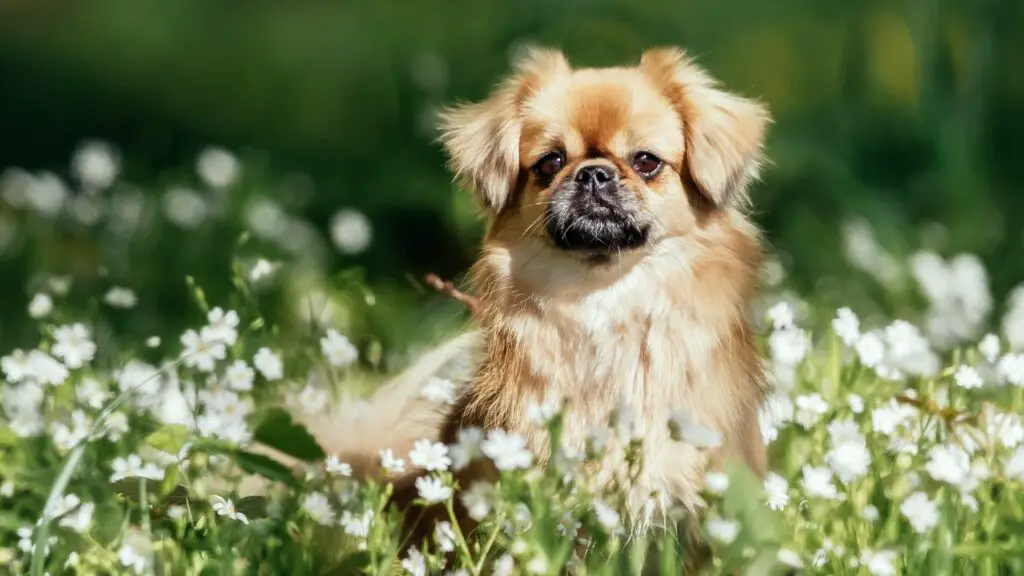 le razze di cani più distaccate