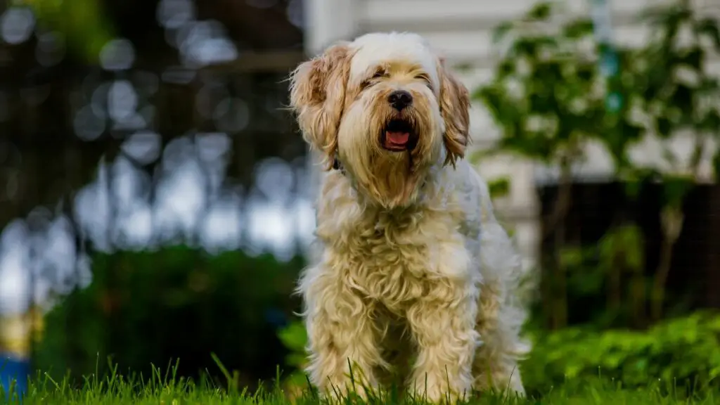 Quale razza di cane è più vicina al lupo
