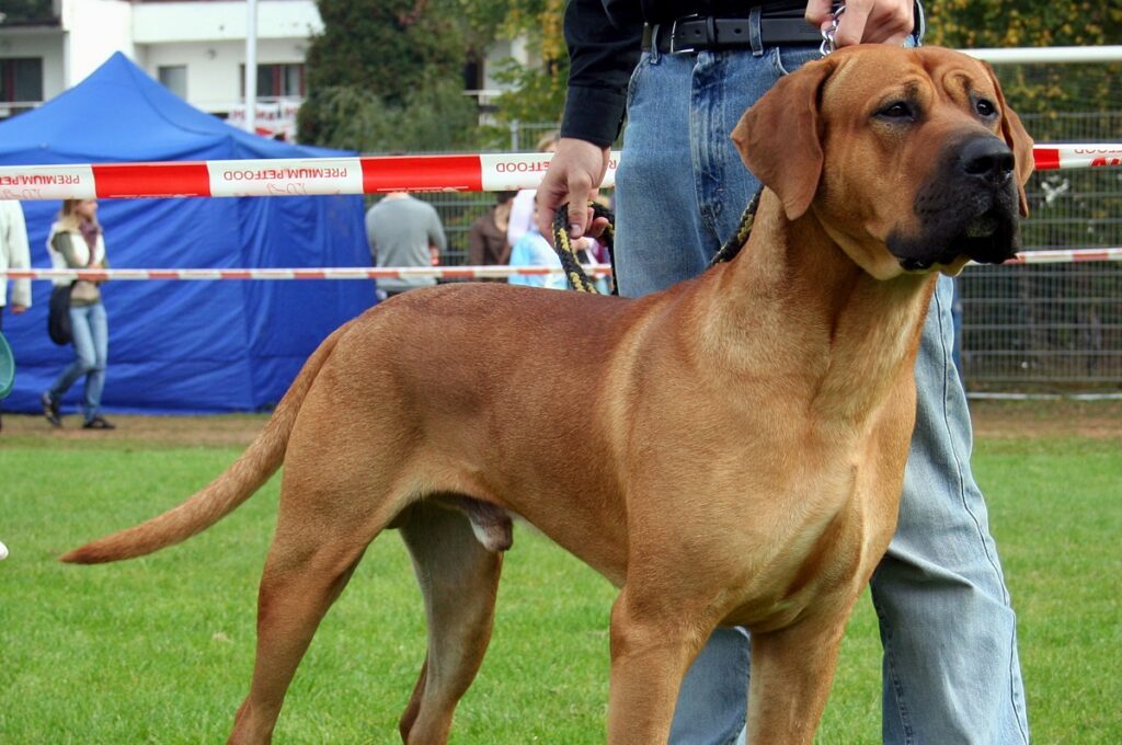 cane più aggressivo del mondo
