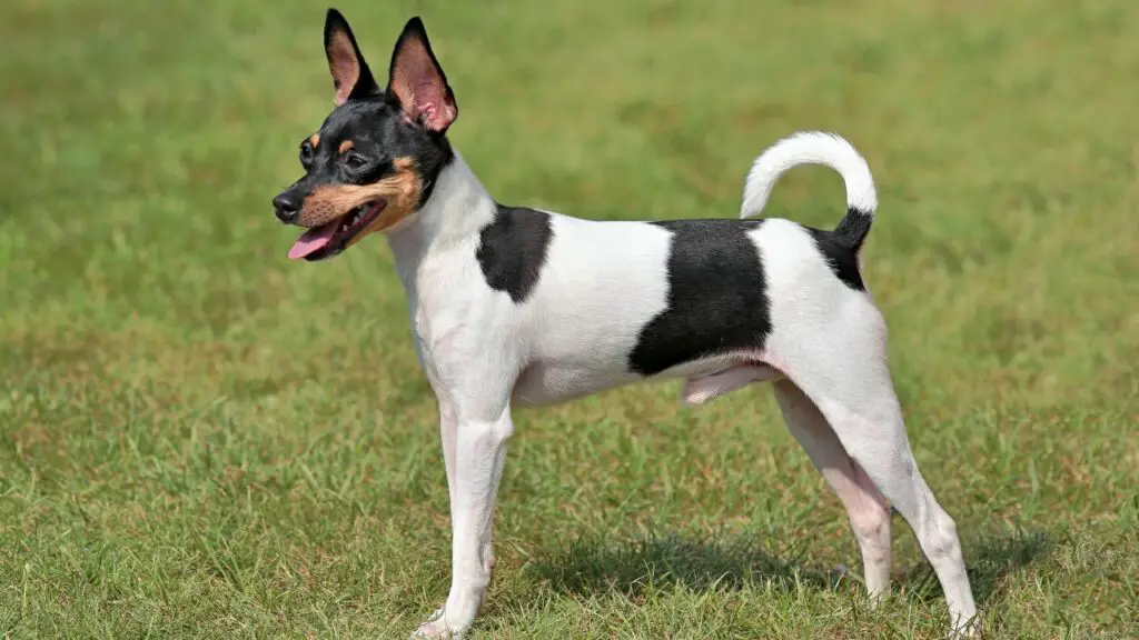 Razze di cani statunitensi che non perdono il pelo