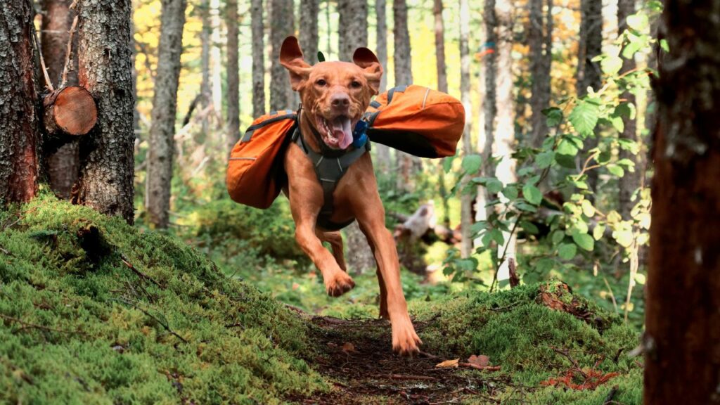 Razze di cani per l'escursionismo 