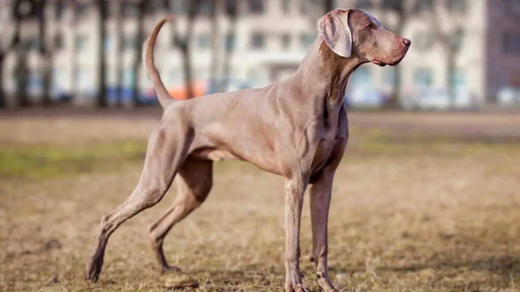 le migliori razze di cani per correre
