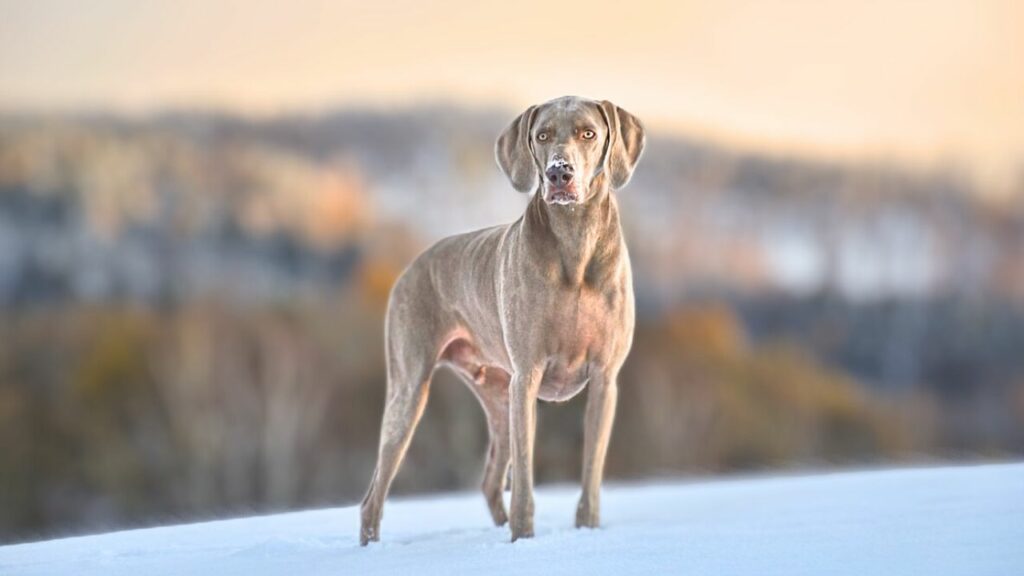 razze di cani resistenti al caldo
