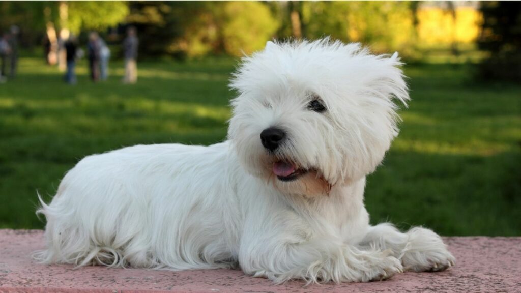 il cane alleva il bambino
