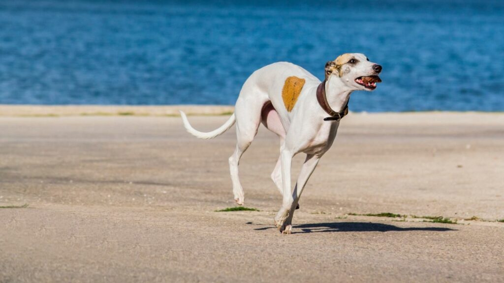 i migliori cani per i climi caldi
