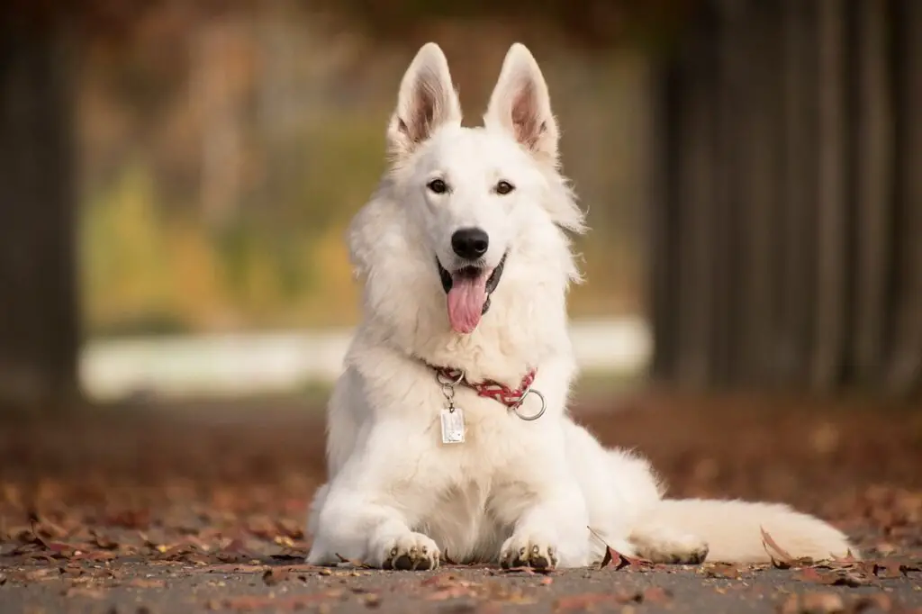 Cane da guardia bianco