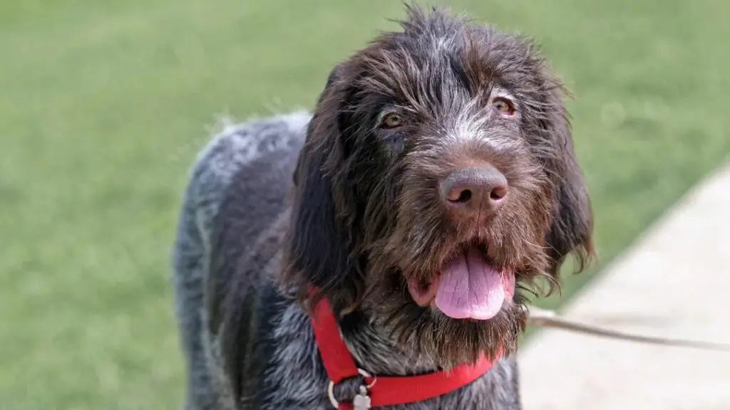 miglior cane per la caccia alle anatre
