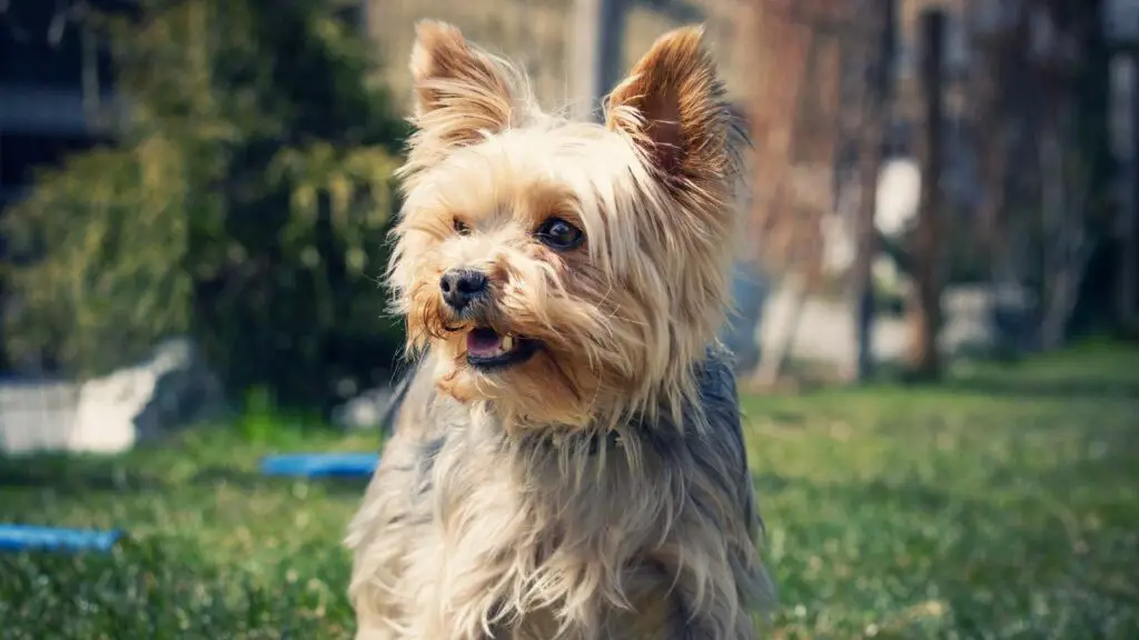 razze di cani con denti cattivi