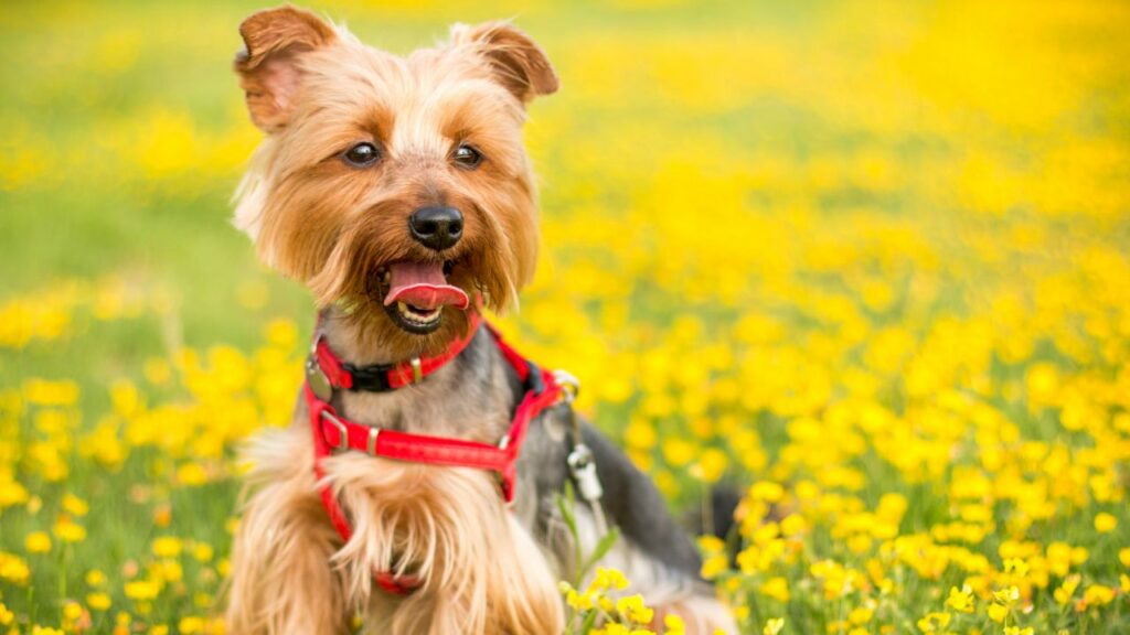 Il cane mangiatore più esigente