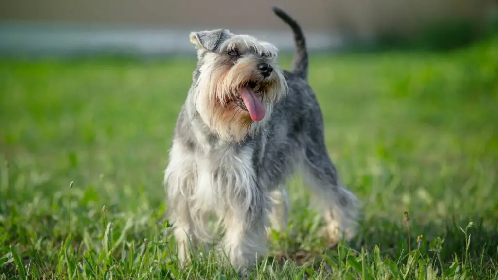 terrier a pelo lungo