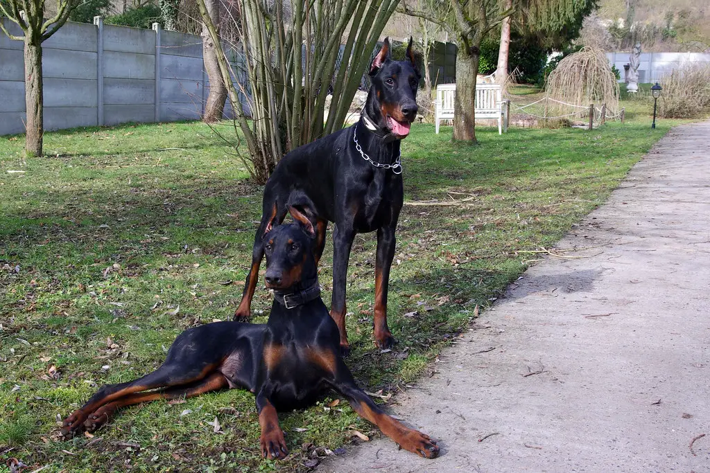 doberman americano contro doberman europeo
